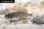 austrolebias charrua austrolebias charrua