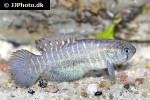 austrolebias cheradophilus austrolebias cheradophilus