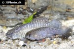 austrolebias cheradophilus austrolebias cheradophilus
