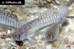 austrolebias cheradophilus austrolebias cheradophilus