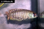 austrolebias juanlangi austrolebias juanlangi