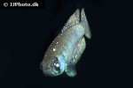 austrolebias juanlangi austrolebias juanlangi