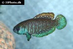austrolebias juanlangi austrolebias juanlangi