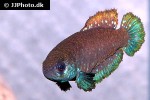 austrolebias juanlangi austrolebias juanlangi