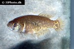 austrolebias juanlangi austrolebias juanlangi
