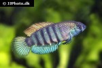 austrolebias luteoflammulatus austrolebias luteoflammulatus