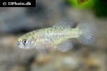 austrolebias luteoflammulatus austrolebias luteoflammulatus