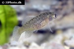 austrolebias luteoflammulatus austrolebias luteoflammulatus