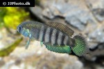 austrolebias luteoflammulatus austrolebias luteoflammulatus