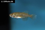 austrolebias nigripinnis austrolebias nigripinnis