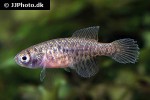 austrolebias nigripinnis austrolebias nigripinnis
