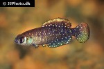 austrolebias nigripinnis austrolebias nigripinnis