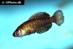 austrolebias nigripinnis austrolebias nigripinnis