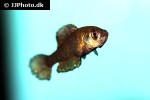 austrolebias nigripinnis austrolebias nigripinnis