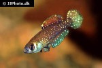 austrolebias nigripinnis austrolebias nigripinnis