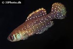 austrolebias nigripinnis austrolebias nigripinnis
