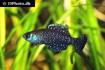 austrolebias nigripinnis austrolebias nigripinnis