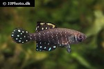 austrolebias nigripinnis austrolebias nigripinnis
