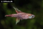 campellolebias brucei campellolebias brucei