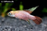 campellolebias brucei campellolebias brucei