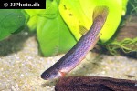 cynodonichthys aff hildebrandi cynodonichthys aff hildebrandi