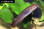 cynodonichthys aff hildebrandi cynodonichthys aff hildebrandi