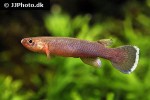 cynodonichthys chucunaque cynodonichthys chucunaque