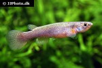 cynodonichthys chucunaque cynodonichthys chucunaque