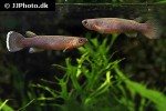 cynodonichthys chucunaque cynodonichthys chucunaque
