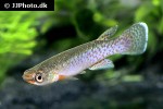 cynodonichthys chucunaque chucunaque cynodonichthys chucunaque chucunaque