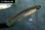 cynodonichthys chucunaque chucunaque cynodonichthys chucunaque chucunaque
