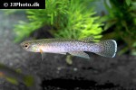 cynodonichthys chucunaque chucunaque cynodonichthys chucunaque chucunaque