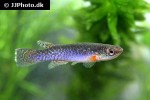 cynodonichthys chucunaque chucunaque cynodonichthys chucunaque chucunaque