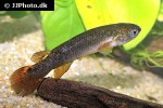 cynodonichthys rubripunctatus cynodonichthys rubripunctatus