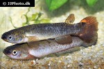 cynodonichthys rubripunctatus cynodonichthys rubripunctatus