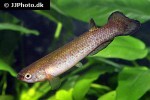 cynodonichthys rubripunctatus cynodonichthys rubripunctatus