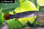 cynodonichthys rubripunctatus cynodonichthys rubripunctatus