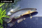 cynodonichthys tenuis cynodonichthys tenuis