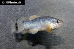 cyprinodon atrorus cyprinodon atrorus