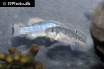cyprinodon atrorus cyprinodon atrorus