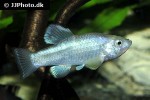 cyprinodon atrorus cyprinodon atrorus