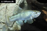 cyprinodon atrorus cyprinodon atrorus