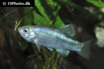 cyprinodon atrorus cyprinodon atrorus