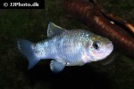 cyprinodon atrorus cyprinodon atrorus