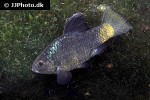 cyprinodon beltrani cyprinodon beltrani