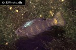 cyprinodon beltrani cyprinodon beltrani