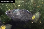 cyprinodon beltrani cyprinodon beltrani