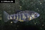 cyprinodon beltrani cyprinodon beltrani
