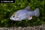 cyprinodon nevadensis mionectes cyprinodon nevadensis mionectes