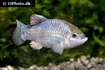 cyprinodon nevadensis mionectes cyprinodon nevadensis mionectes
